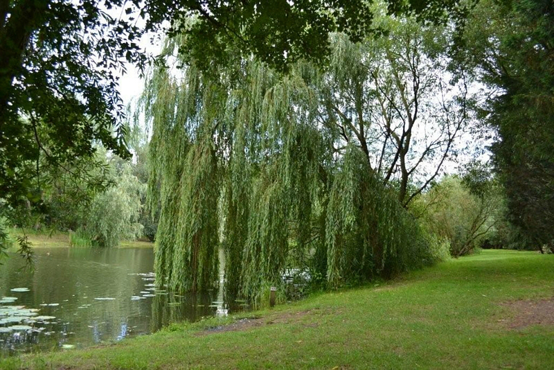 Stretham Lake, Cambridge