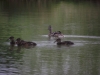 Tylers Common Fishery, Brentwood, Essex 