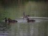 Tylers Common Fishery, Brentwood, Essex