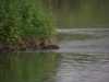 Tylers Common Fishery, Brentwood, Essex 
