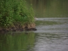 Tylers Common Fishery, Brentwood, Essex